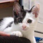 保護猫のポポちゃんがすっかり新しい生活に慣れてくれました - 肉球ドットコム(299.com)