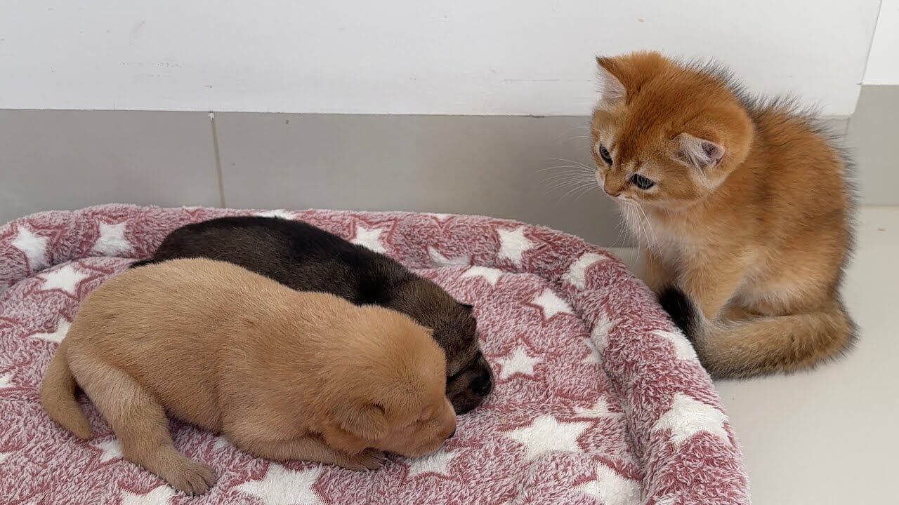 ゴールデンレトリバーの子犬達を可愛がる子猫 - 肉球ドットコム(299.com)