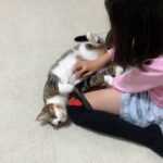 大好きな娘さんに撫でてもらい、幸せいっぱいになってしまう猫 - 肉球ドットコム(299.com)