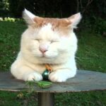 カマキリを前にしても、一切気にしない猫 - 肉球ドットコム(299.com)