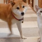 犬の様に遊ぶ猫 - 肉球ドットコム(299.com)
