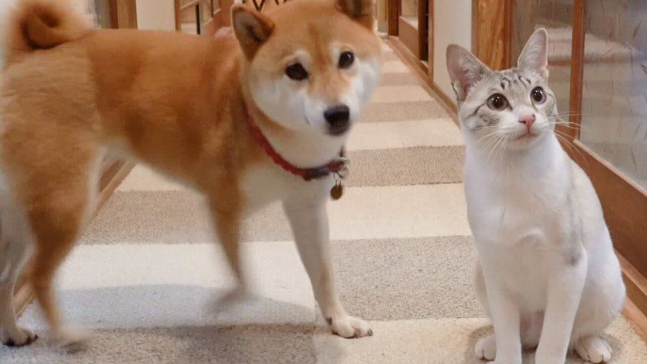 犬の様に遊ぶ猫 - 肉球ドットコム(299.com)
