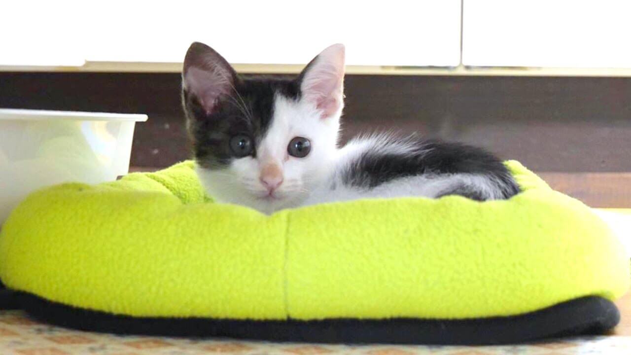 保護猫の幸せを願わずにはいられない - 肉球ドットコム(299.com)