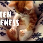 皆をニコニコにする子猫の毛づくろい - 肉球ドットコム(299.com)