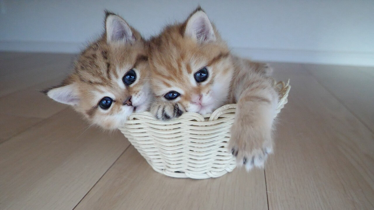 バスケットに収まった子猫のつめあわせ♪ - 肉球ドットコム(299.com)