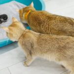 急に赤ちゃん猫が1匹増えて不思議そうなお父さん猫 - 肉球ドットコム(299.com)