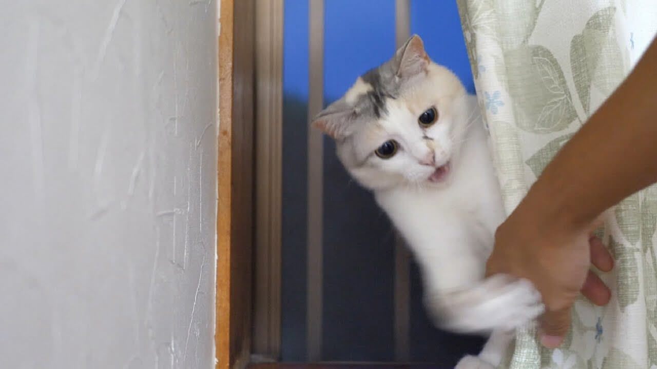 ニャルソックを邪魔されて激おこなニャンコ - 肉球ドットコム(299.com)