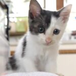 可愛いダミ声でごはんのアピール - 肉球ドットコム(299.com)