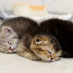 パワー全開で遊びまくった子猫達がミルクを飲んで寝落ちします - 肉球ドットコム(299.com)