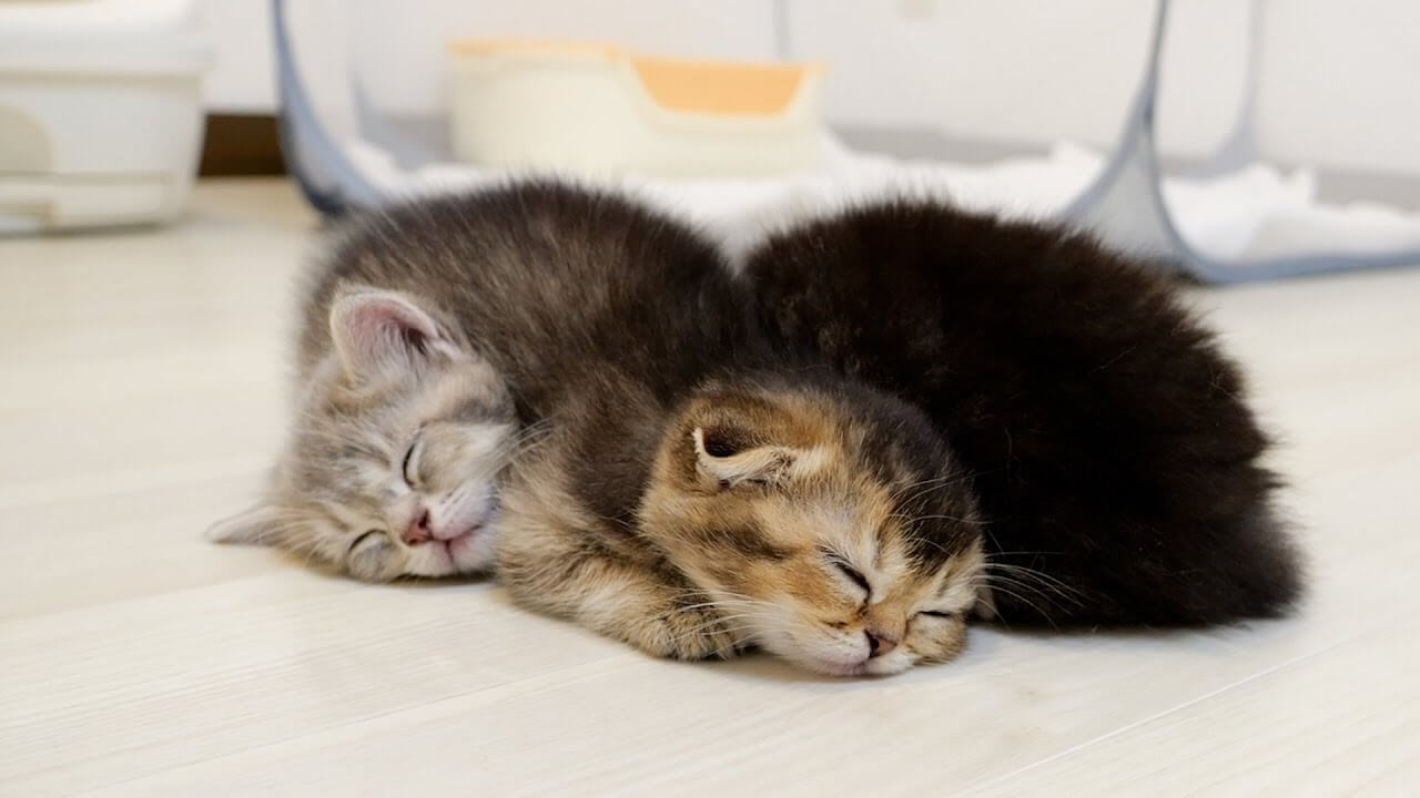 パワー全開で遊びまくった子猫達がミルクを飲んで寝落ちします - 肉球ドットコム(299.com)