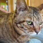 猫島のフェリー待合室で雨宿りをしてたら猫さんが膝の上に乗ってきた! - 肉球ドットコム(299.com)