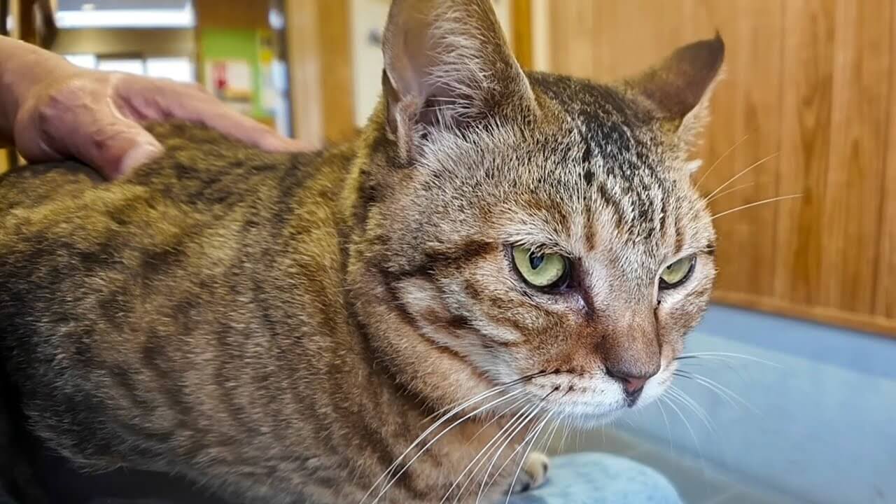 猫島のフェリー待合室で雨宿りをしてたら猫さんが膝の上に乗ってきた! - 肉球ドットコム(299.com)