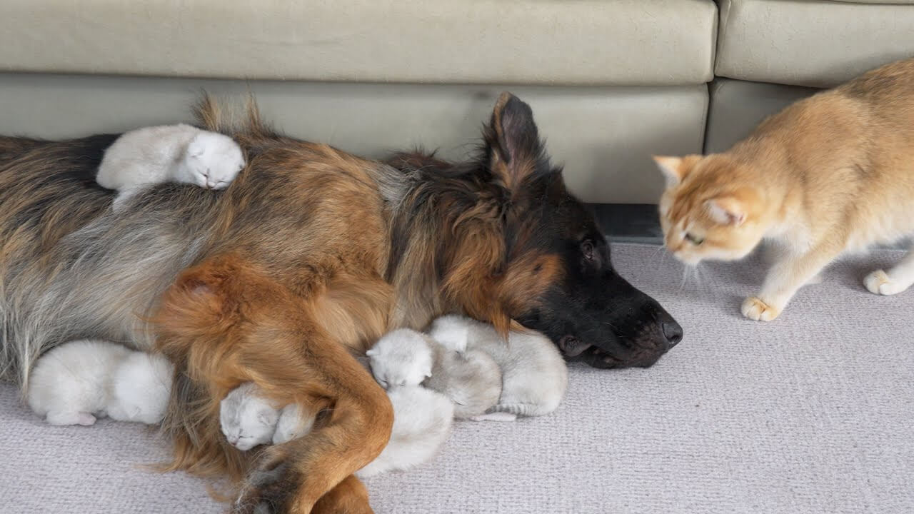 仲良しなシェパードが子育ての手伝いをしてくれるのでママ猫もハッピー! - 肉球ドットコム(299.com)