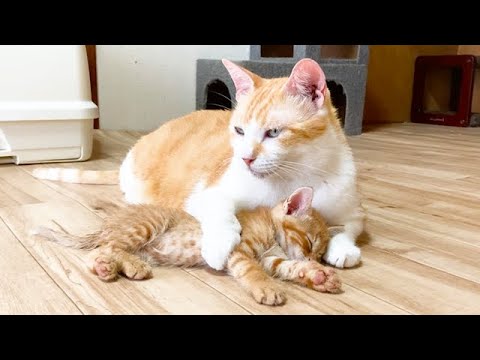 保護猫シェルターの先住猫は子育てのプロだった - 肉球ドットコム(299.com)