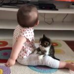 遊んでほしくてたまらない子猫ちゃん!一途な猛アピールに心がとろける! - 肉球ドットコム(299.com)