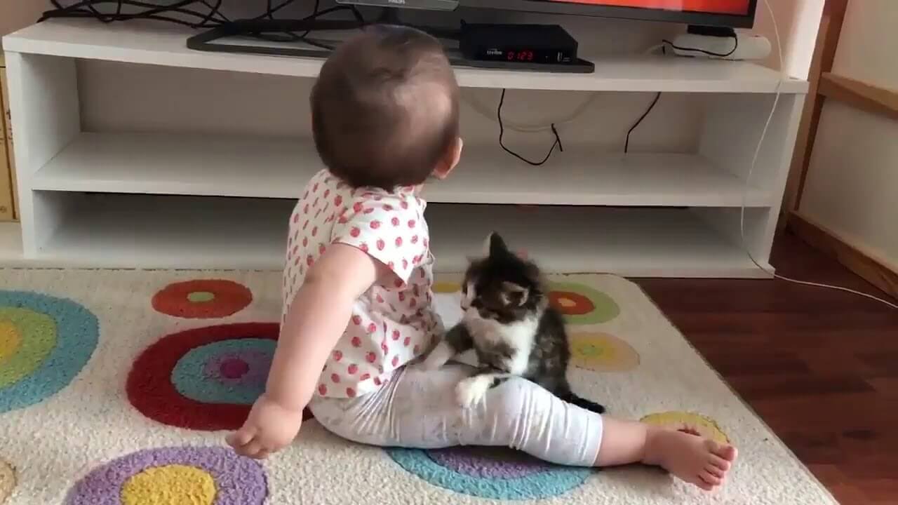 遊んでほしくてたまらない子猫ちゃん!一途な猛アピールに心がとろける! - 肉球ドットコム(299.com)