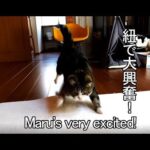 「まる」が紐で大興奮!荒ぶりっぷりが予想を超えてきた! - 肉球ドットコム(299.com)