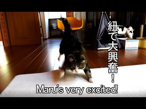 「まる」が紐で大興奮!荒ぶりっぷりが予想を超えてきた! - 肉球ドットコム(299.com)