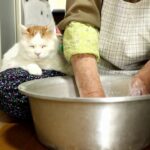 「かご猫 しろ」が芋餅作りに参戦!ほっこりすぎる光景に癒やしが止まらない! - 肉球ドットコム(299.com)