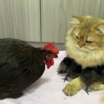 【異種交流!】ヒヨコの大群が子猫に集団寝返り!? 母親ニワトリの反応が最高に笑える! - 肉球ドットコム(299.com)