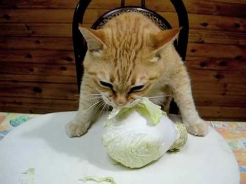 お肉じゃないの!? キャベツを豪快にムシャムシャ食べる猫ちゃんに驚きと癒やし! - 肉球ドットコム(299.com)