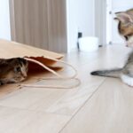 【袋が恋人!?】紙袋が大好きすぎる子猫「キキ」ちゃん!可愛すぎる変身ぶりに胸キュン! - 肉球ドットコム(299.com)