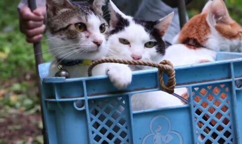 【秋の収穫祭!】かご猫の「ちびとちろ」がおばあちゃんとお手伝い!ほのぼのすぎる姿に心底癒やされる! - 肉球ドットコム(299.com)