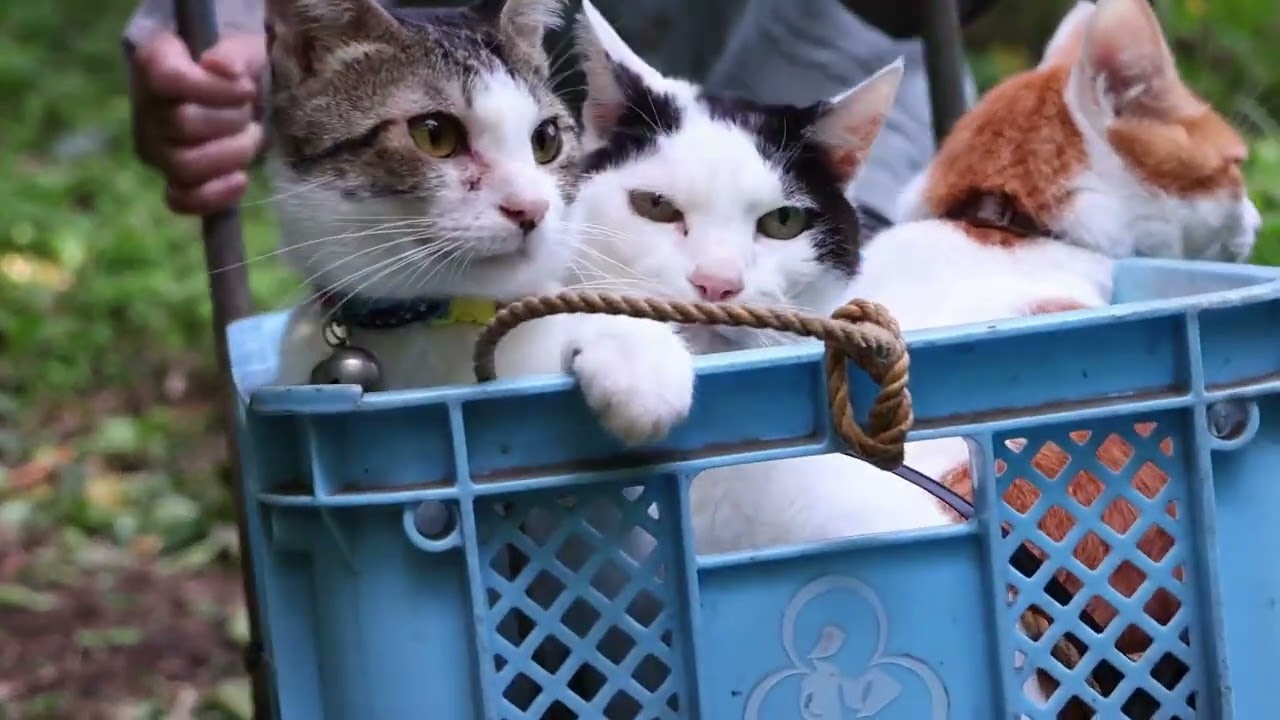 【秋の収穫祭!】かご猫の「ちびとちろ」がおばあちゃんとお手伝い!ほのぼのすぎる姿に心底癒やされる! - 肉球ドットコム(299.com)