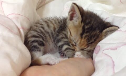 【手のひらがベッド!】小さくてフワフワ!子猫たちが「手のひら」で眠る天使の姿に癒やしが止まらない! - 肉球ドットコム(299.com)