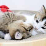 【喧嘩が愛の証!?】突然始まる「子猫の姉弟ゲンカ」が可愛すぎてキュン死注意報! - 肉球ドットコム(299.com)