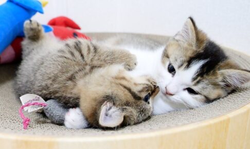 【喧嘩が愛の証!?】突然始まる「子猫の姉弟ゲンカ」が可愛すぎてキュン死注意報! - 肉球ドットコム(299.com)