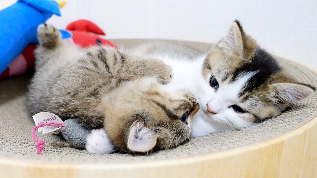 【喧嘩が愛の証!?】突然始まる「子猫の姉弟ゲンカ」が可愛すぎてキュン死注意報! - 肉球ドットコム(299.com)