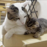 【子猫と秀吉・豆大福】先輩猫に遊びを挑む子猫!ひのき家での新しい「思い出作り」にほっこり! - 肉球ドットコム(299.com)