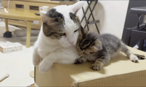 【子猫と秀吉・豆大福】先輩猫に遊びを挑む子猫!ひのき家での新しい「思い出作り」にほっこり! - 肉球ドットコム(299.com)