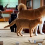 【台風でもへっちゃら!】猫たちが贈る、嵐の日の「究極のまったり」おうち時間! - 肉球ドットコム(299.com)