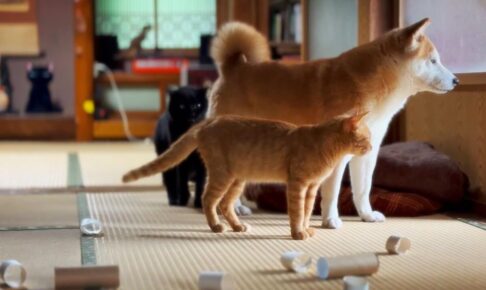 【台風でもへっちゃら!】猫たちが贈る、嵐の日の「究極のまったり」おうち時間! - 肉球ドットコム(299.com)