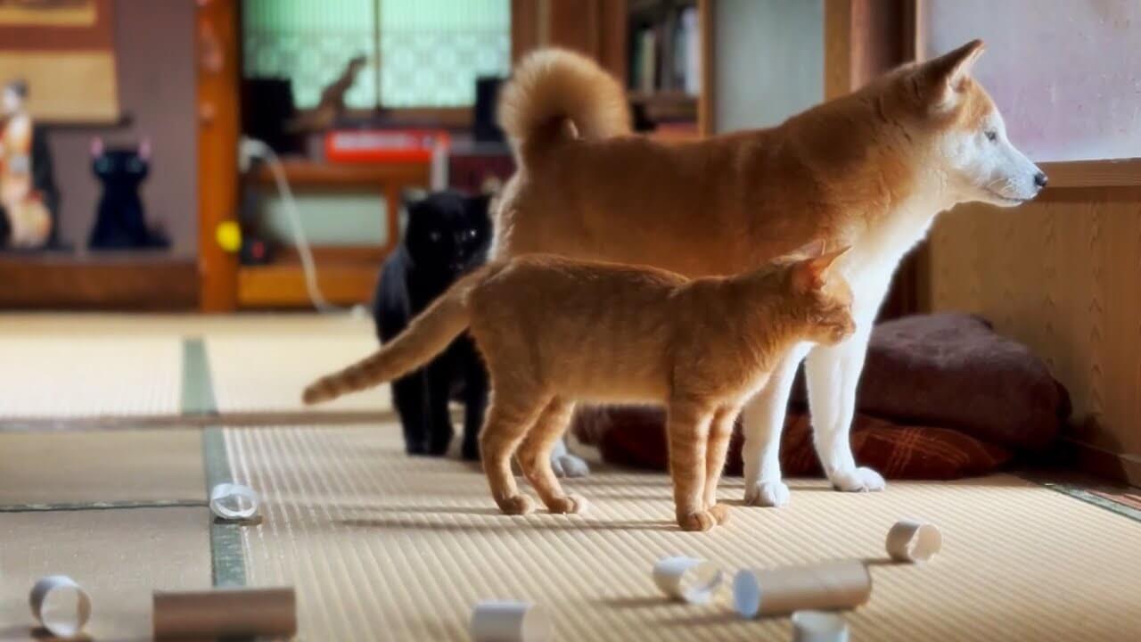 【台風でもへっちゃら!】猫たちが贈る、嵐の日の「究極のまったり」おうち時間! - 肉球ドットコム(299.com)