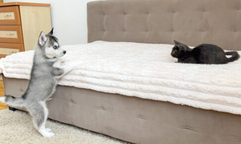 【可愛すぎ初対面!】好奇心旺盛なハスキーの子犬と小さな子猫が出会う!愛の絆に胸キュン! - 肉球ドットコム(299.com)