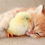 100332 - 肉球ドットコム(299.com)