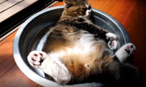 100422 - 肉球ドットコム(299.com)