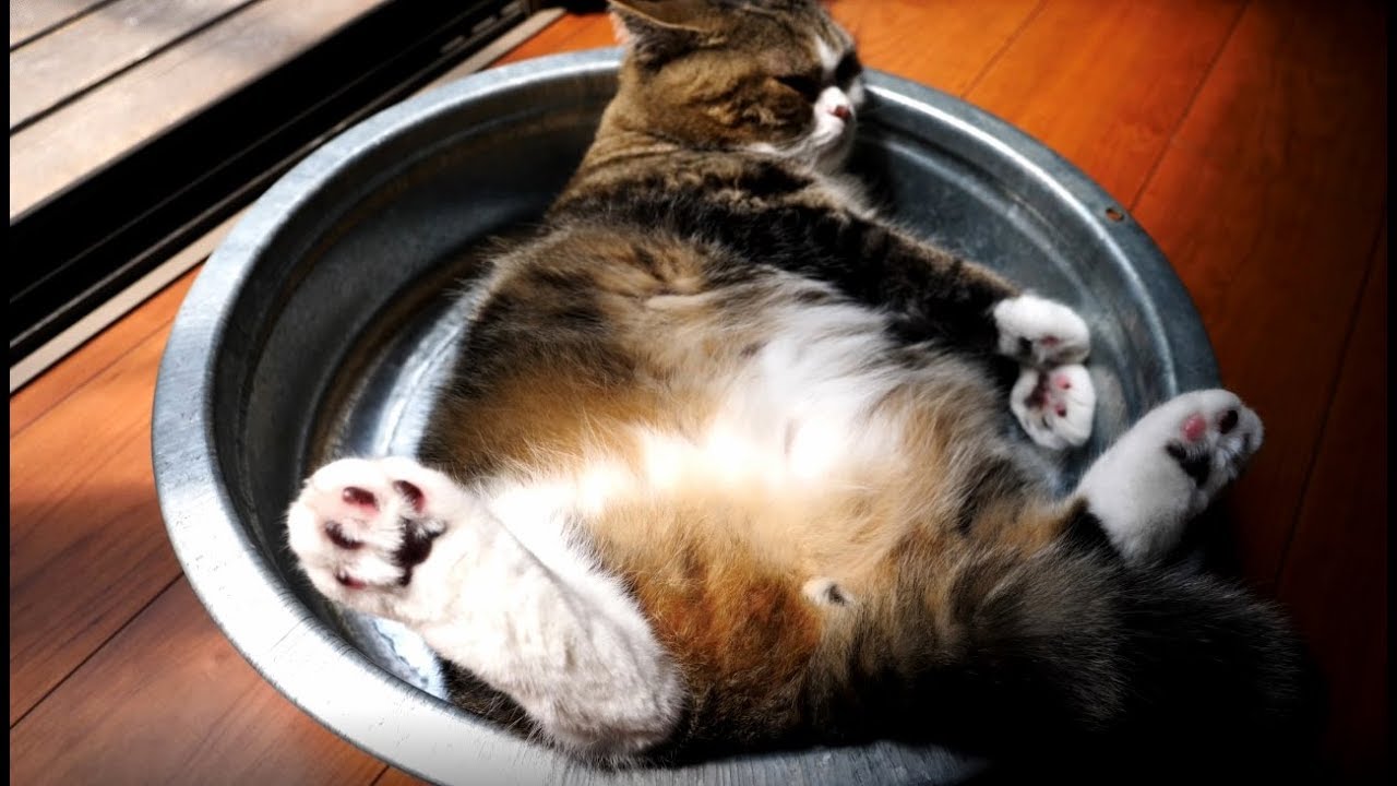 100422 - 肉球ドットコム(299.com)