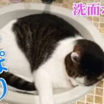 【猫あるある炸裂!】家の中の「まるい物」は全部オモチャ!猫の「ダルちゃん」が挑む遊びの創造性に爆笑! - 肉球ドットコム(299.com)