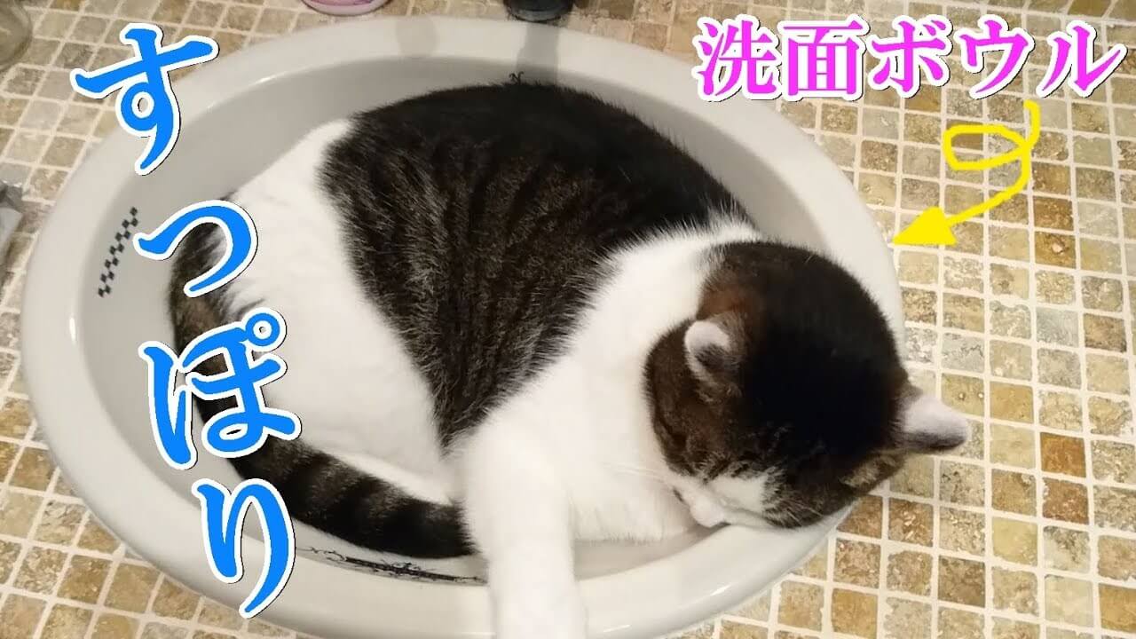 【猫あるある炸裂!】家の中の「まるい物」は全部オモチャ!猫の「ダルちゃん」が挑む遊びの創造性に爆笑! - 肉球ドットコム(299.com)