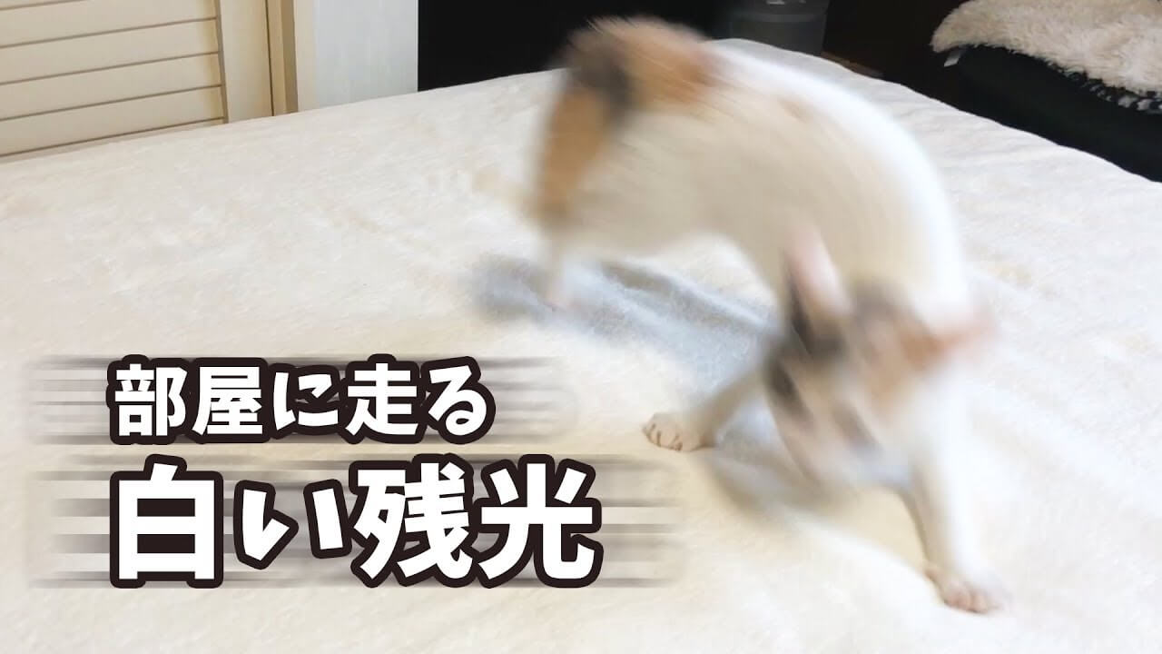 【高速回転!】子猫の「ぽてと」が「ナルガクルガ」ごっこ!躍動感あふれる回転アタックに爆笑! - 肉球ドットコム(299.com)