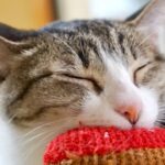 【芸術的な寝相!】「睡眠の秋」を満喫!キノコのように座る猫ちゃんの姿が可愛すぎて話題に! - 肉球ドットコム(299.com)