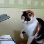 【紙、出てこい!】プリンター vs 猫!「謎の機械」に真剣に立ち向かう猫のバトルが爆笑必至! - 肉球ドットコム(299.com)