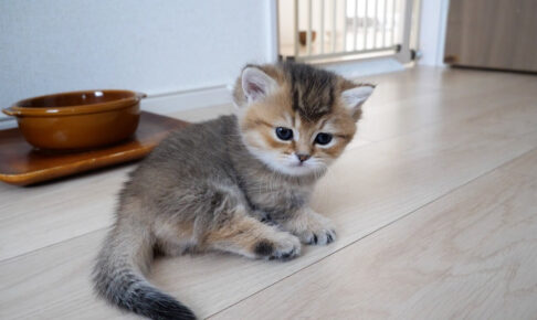 【ママ、怖い!】突然「鬼」になったお母さん猫の迫力に、子猫が思わず二度見!爆笑の瞬間! - 肉球ドットコム(299.com)