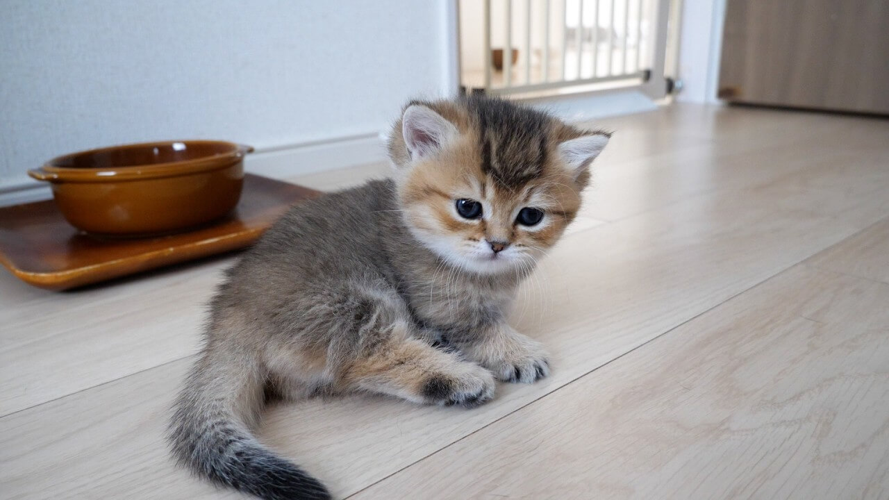 【ママ、怖い!】突然「鬼」になったお母さん猫の迫力に、子猫が思わず二度見!爆笑の瞬間! - 肉球ドットコム(299.com)