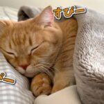 【人間か猫か!?】寝息をたてながら「人」みたいに爆睡する猫!可愛すぎる寝姿に動けない! - 肉球ドットコム(299.com)