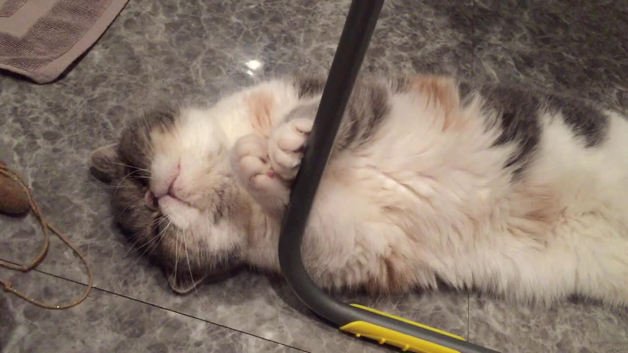 【究極の脱力プレイ!】寝転んだままオモチャをロックオン!「面倒くさい」を極めた猫の遊び方に爆笑! - 肉球ドットコム(299.com)